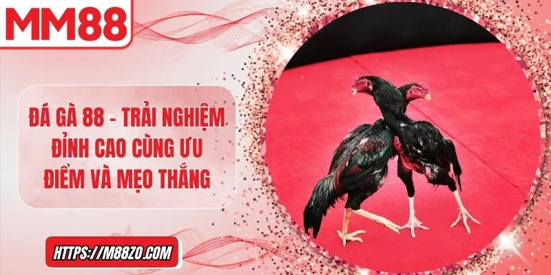 Đá gà 88 - Trải nghiệm đỉnh cao cùng ưu điểm và mẹo thắng